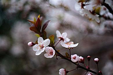 《尸体派对：血色笼罩》欧美版10月发售 登陆PC和主机